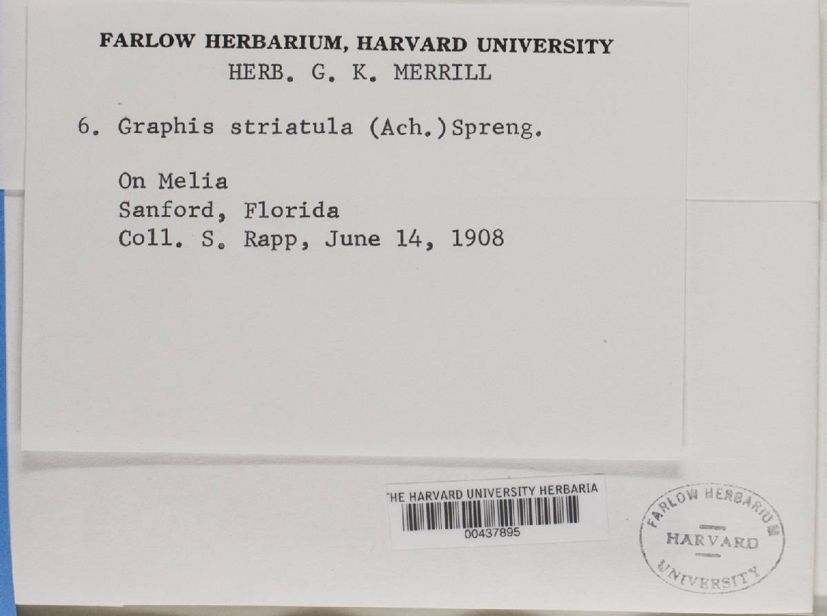 Graphis striatula image