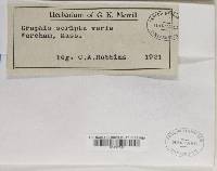 Graphis scripta image