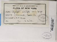 Graphis scripta image