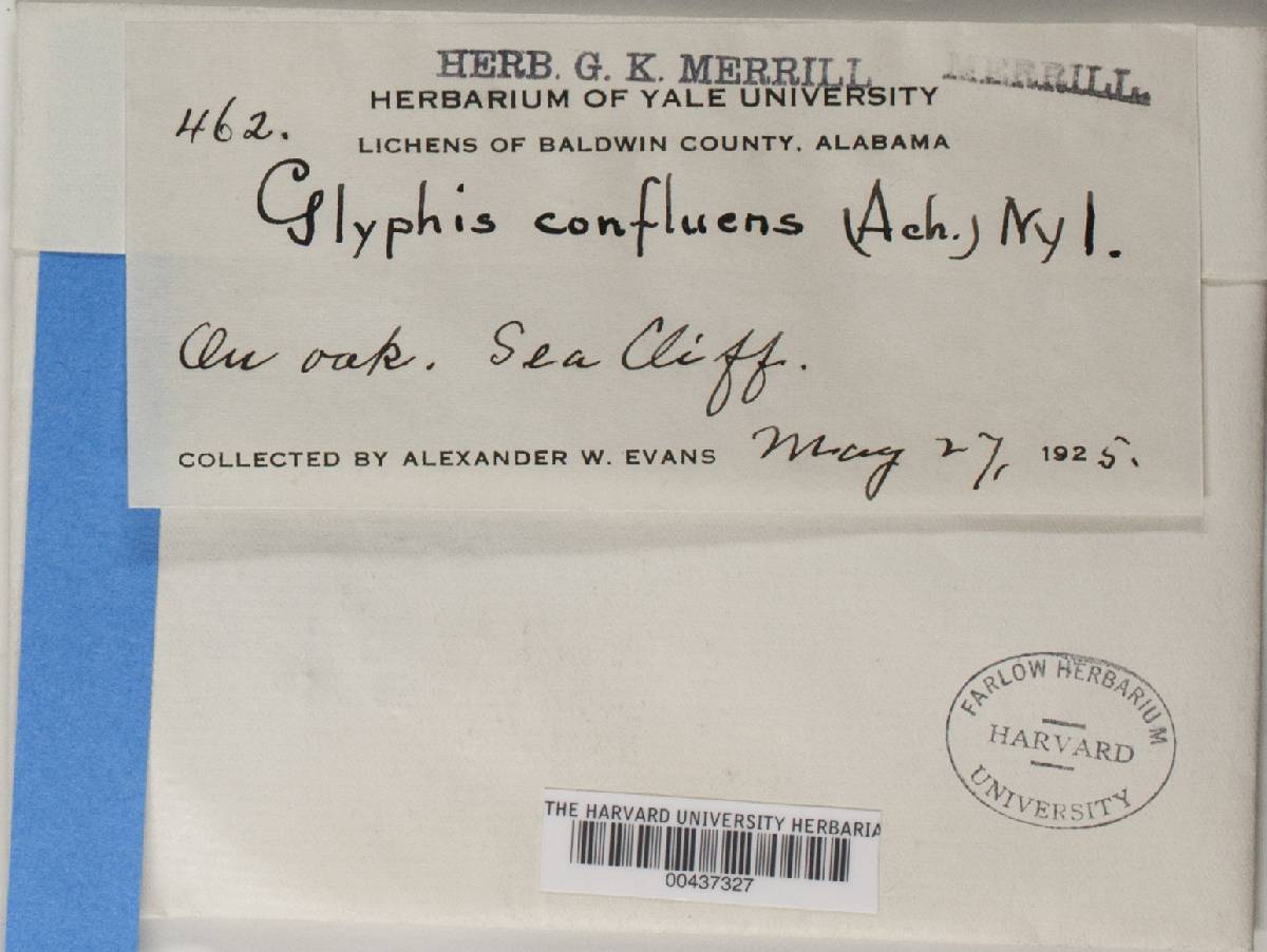 Glyphis cicatricosa var. confluens image