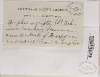 Graphis scripta image