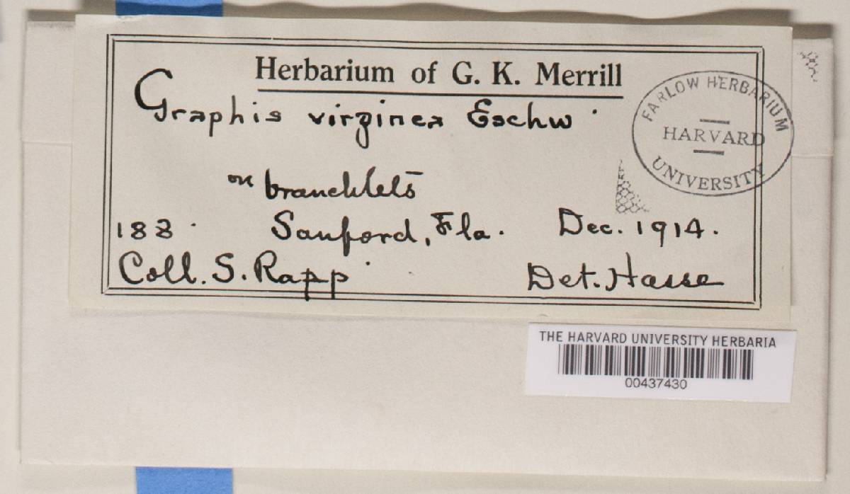 Graphina virginea image
