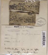 Graphis scripta image