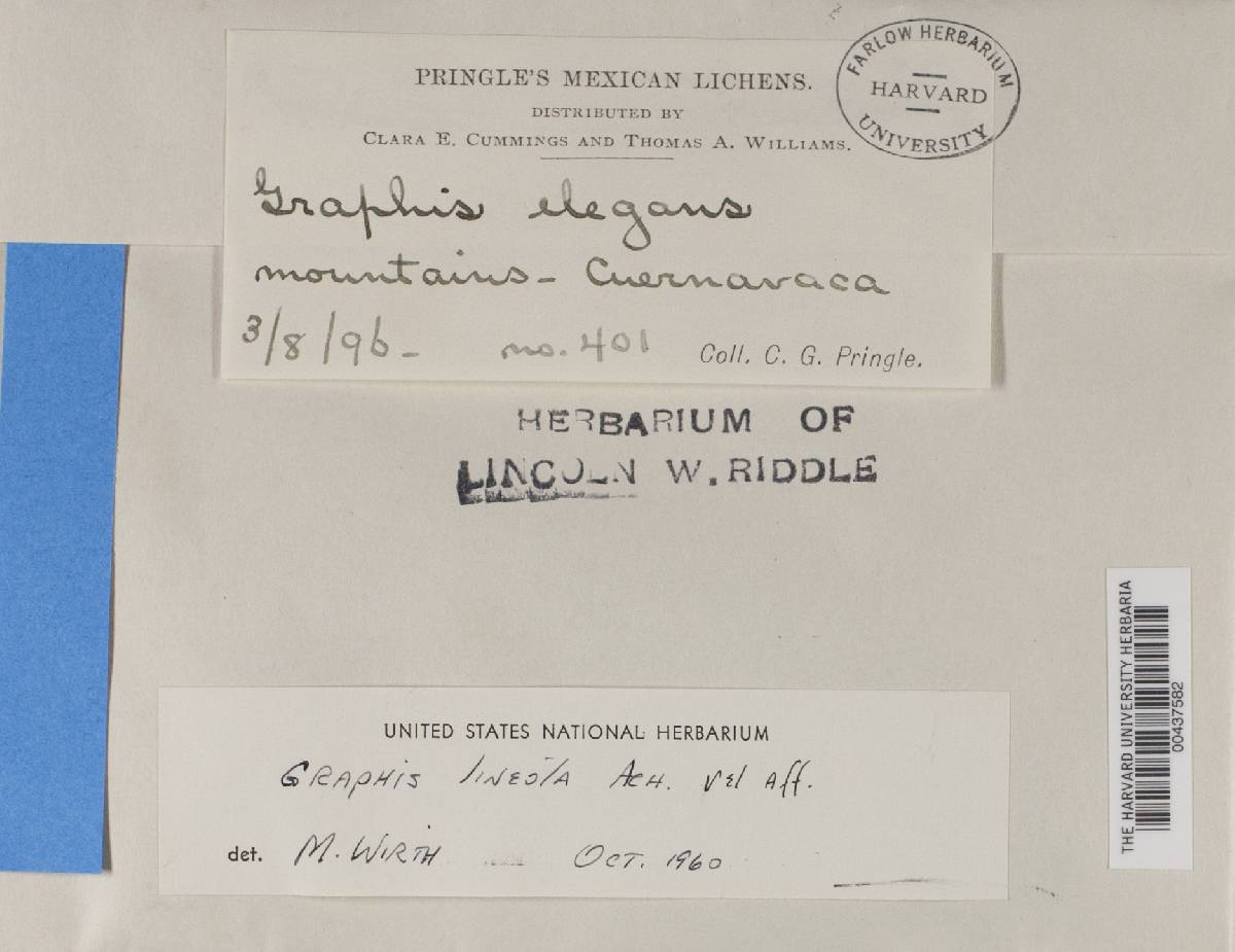 Graphis lineola image