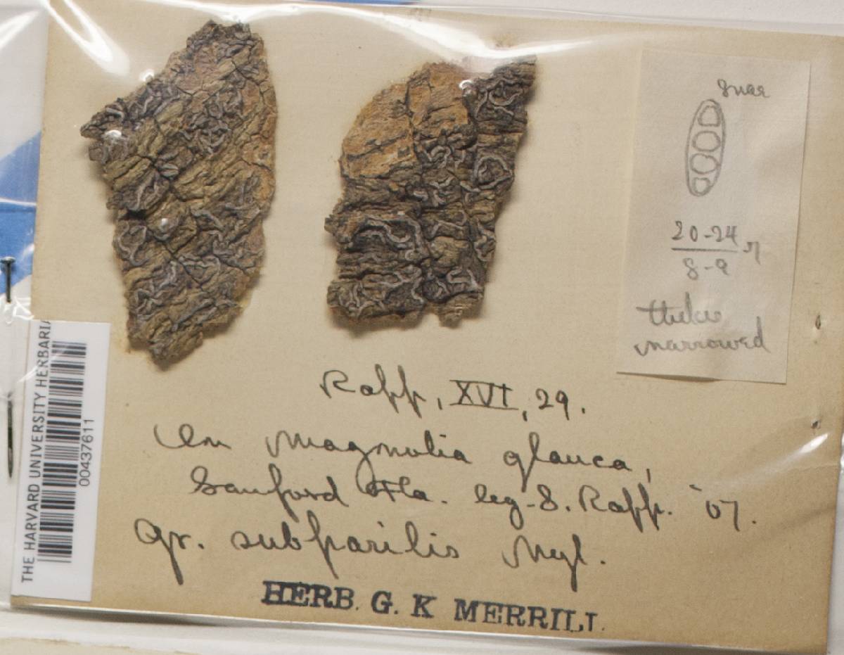 Graphis rufula image