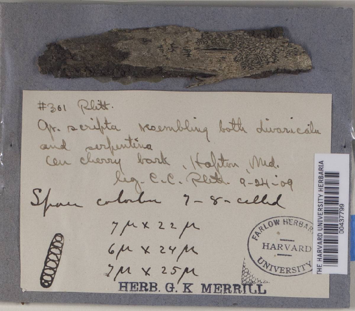 Graphina anguina image