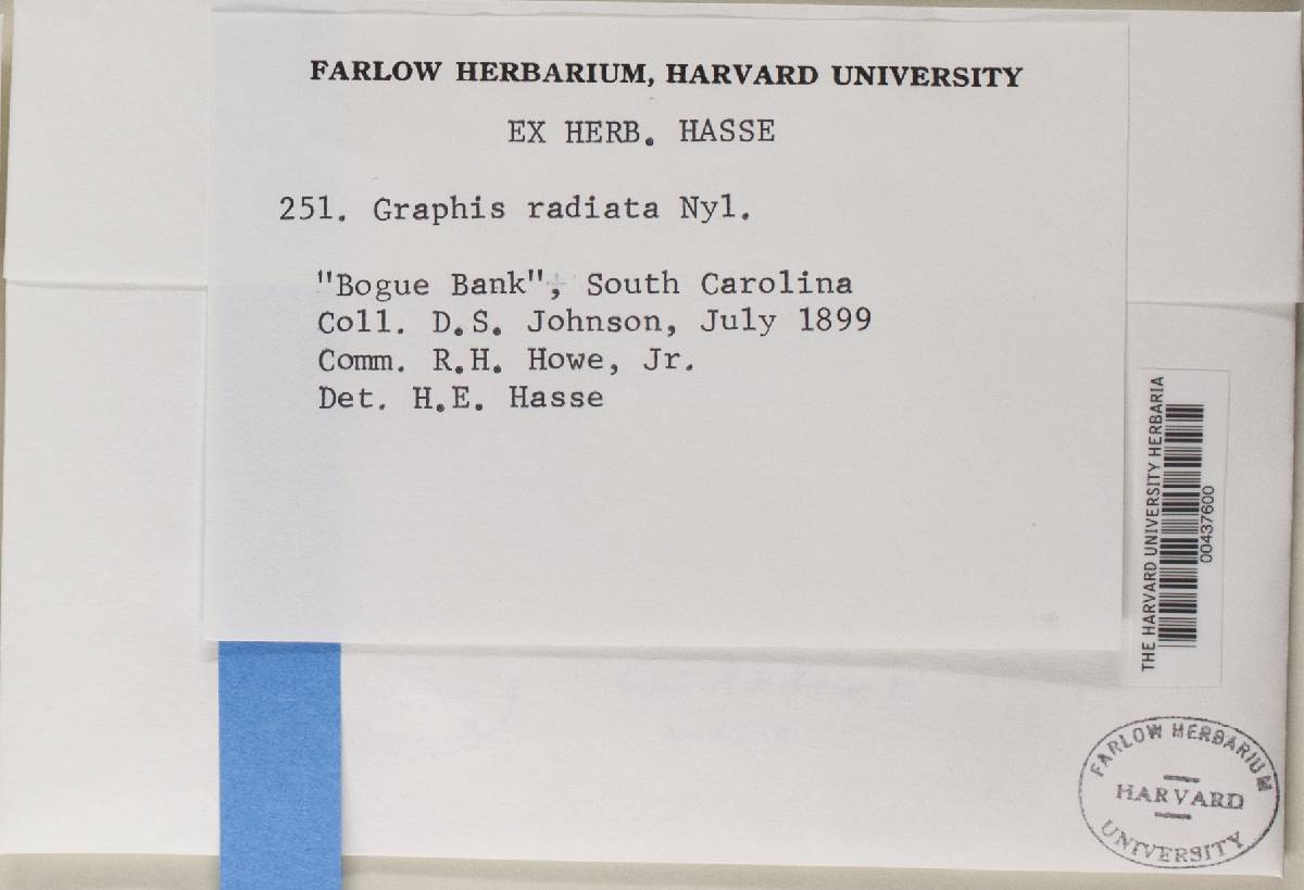 Graphis radiata image