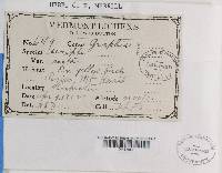 Graphis scripta image