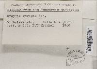 Graphis scripta image
