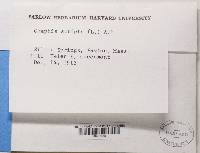 Graphis scripta image