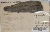 Graphis scripta image