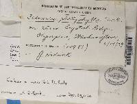 Kaernefeltia merrillii image