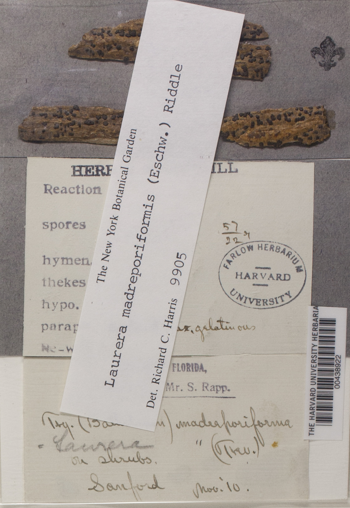 Bathelium madreporiforme image