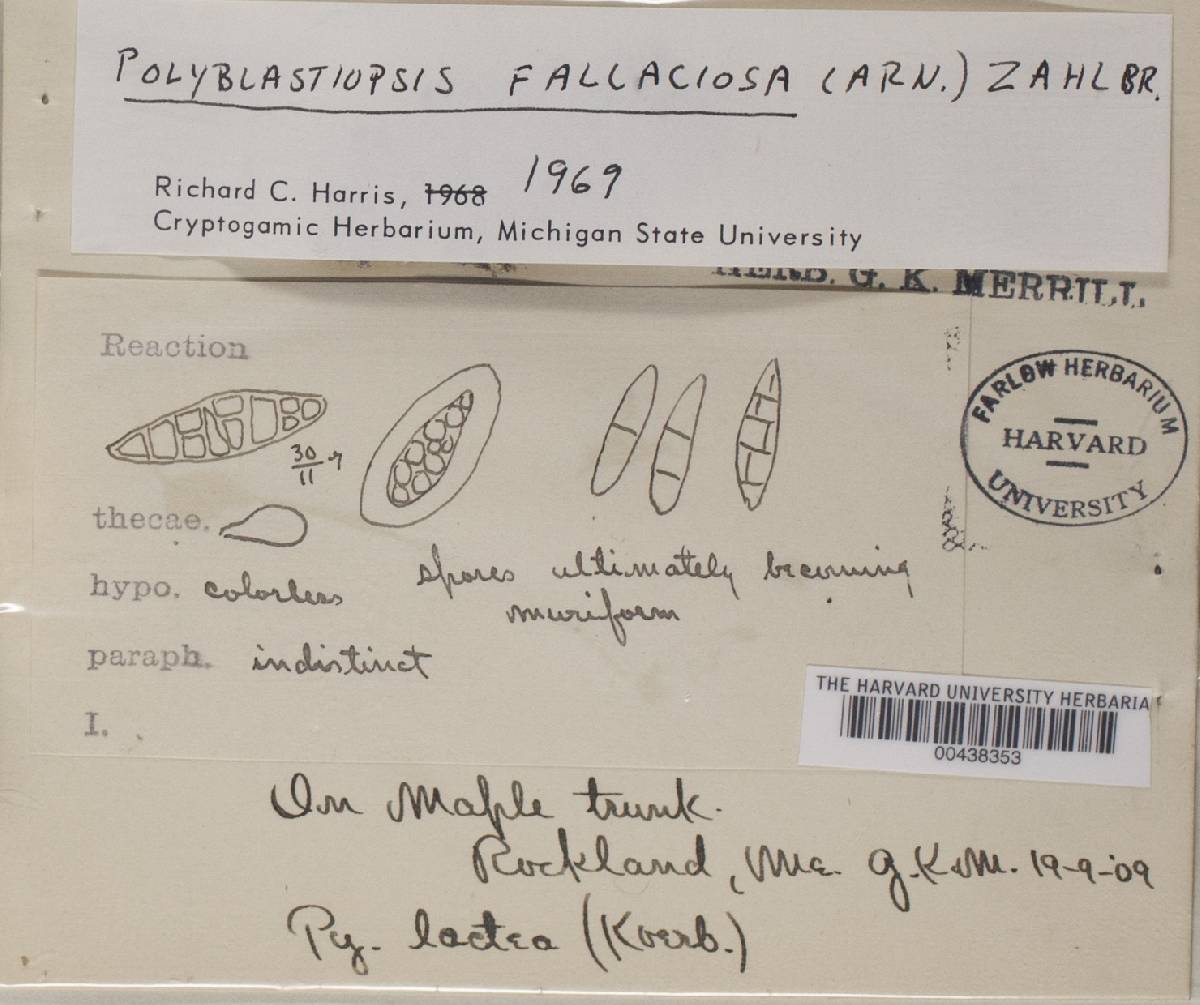 Julella fallaciosa image