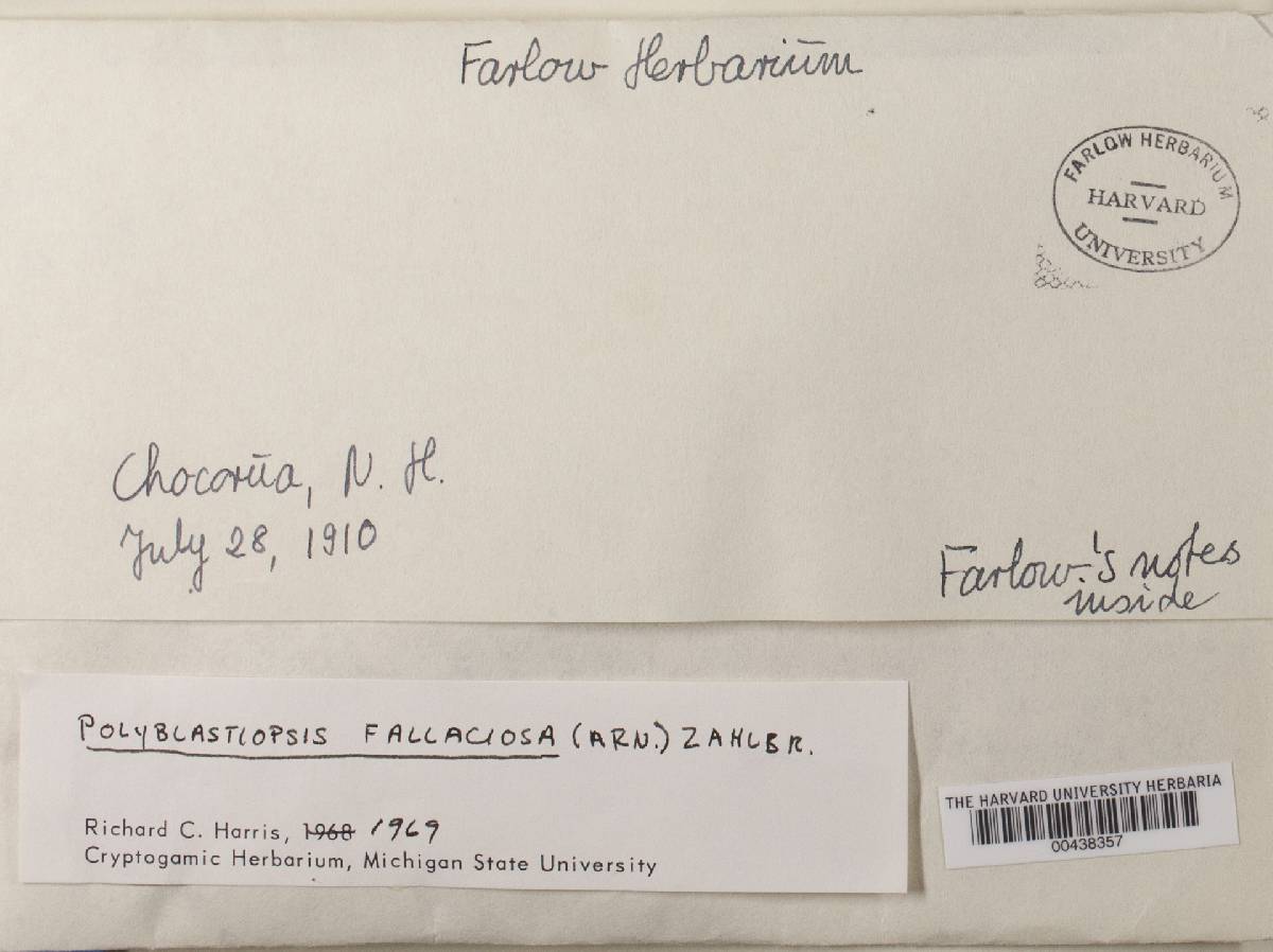 Julella fallaciosa image