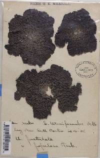 Lasallia papulosa image