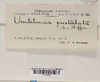 Lasallia papulosa image