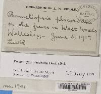 Imshaugia placorodia image