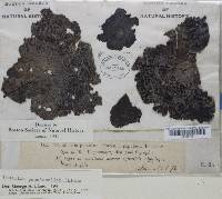 Lasallia papulosa image