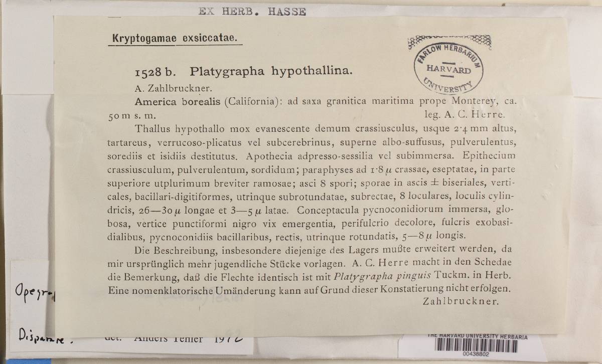 Lecanographa image