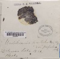 Lasallia papulosa image
