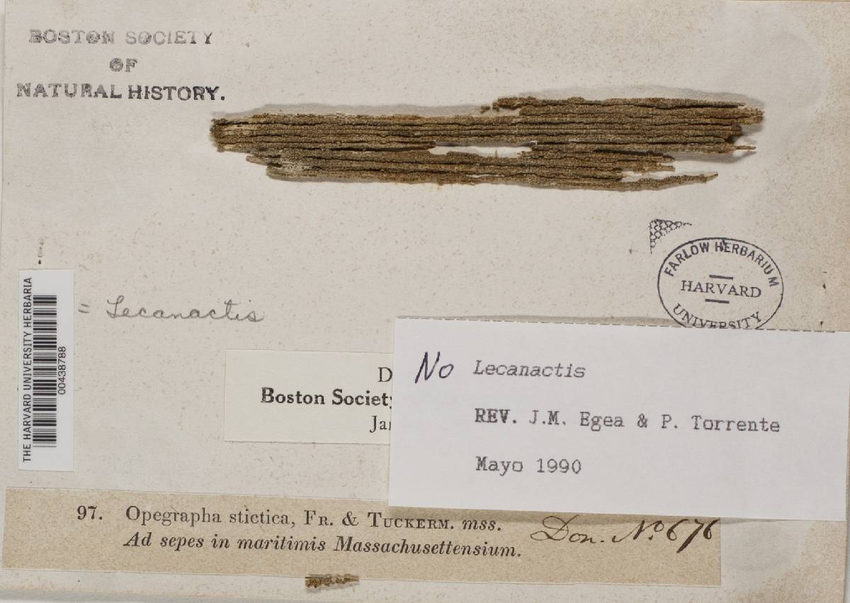 Lecanographa image