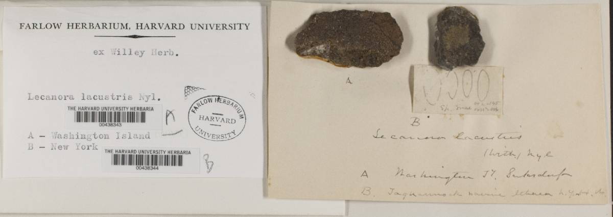 Ionaspis lacustris image