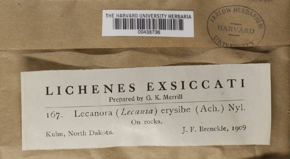 Lecania erysibe image
