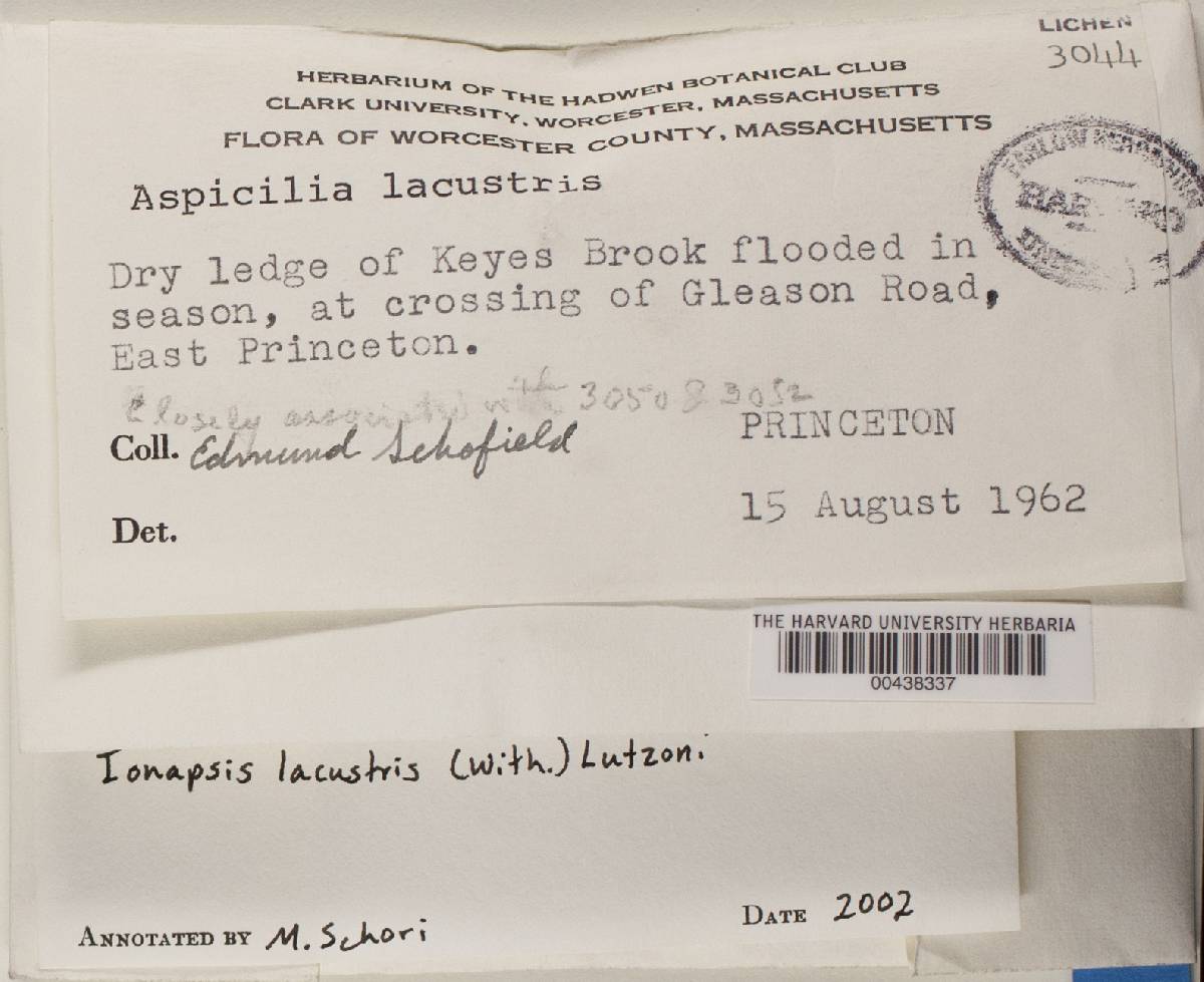 Ionaspis lacustris image