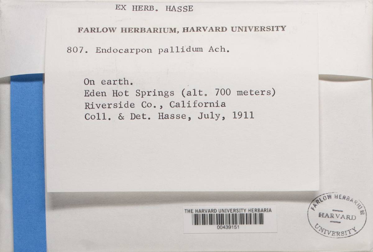 Endocarpon pallidum image