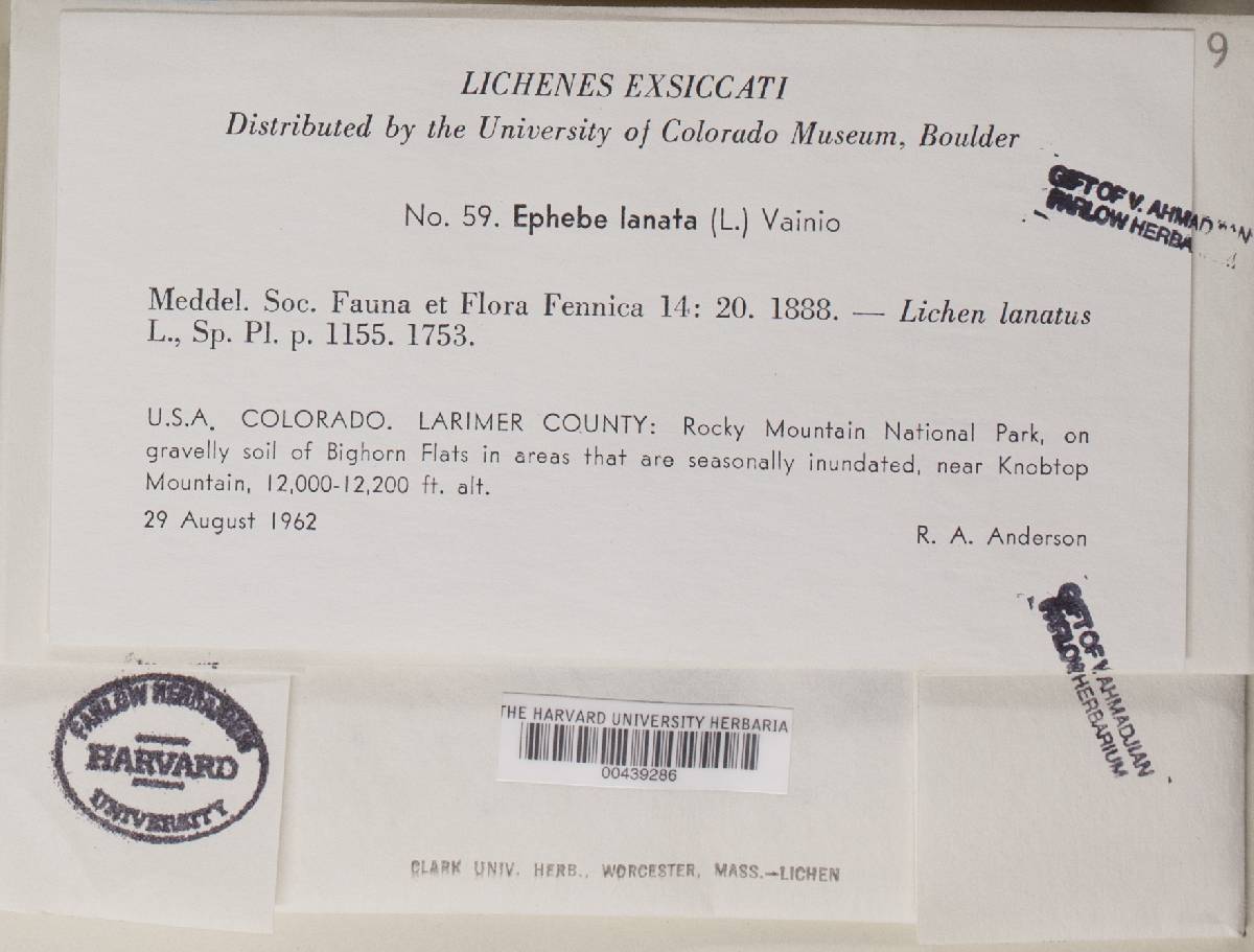 Ephebe lanata image