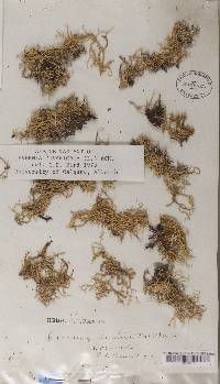 Evernia divaricata image