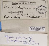 Physcia picta f. erythrocardia image