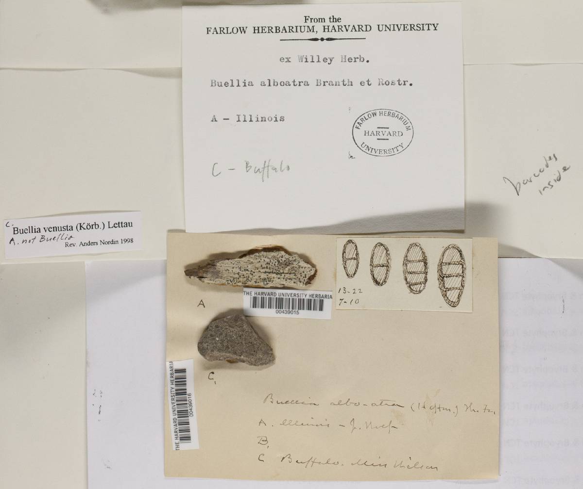 Diplotomma venustum image