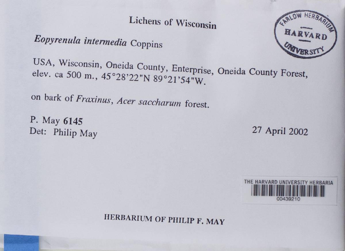 Eopyrenula intermedia image