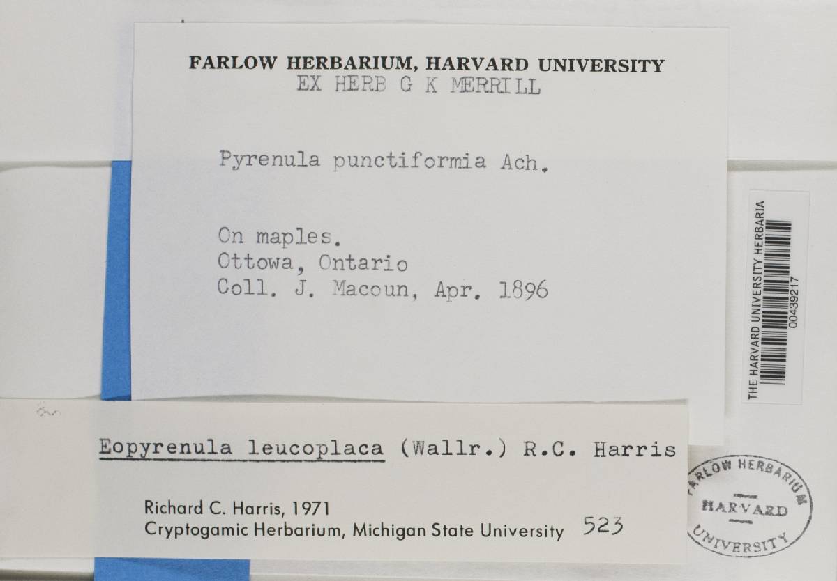 Dacampiaceae image