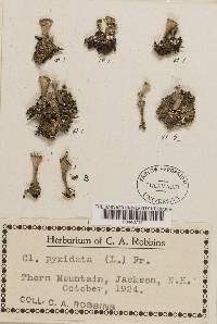 Cladonia pyxidata image