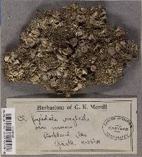 Cladonia pyxidata var. neglecta image