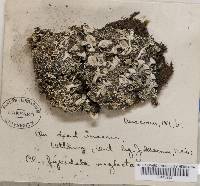 Cladonia pyxidata image