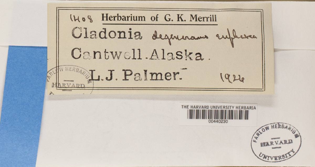 Cladonia phyllophora f. euphorea image