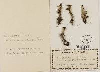 Cladonia pyxidata var. neglecta image