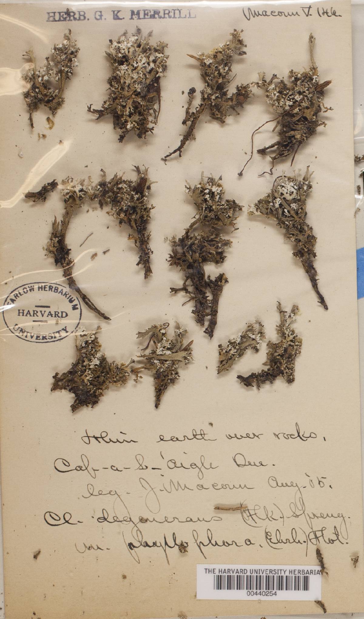 Cladonia phyllophora image
