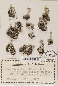 Cladonia pleurota image