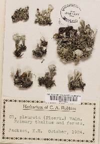 Cladonia pleurota image