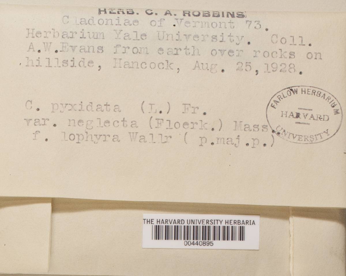 Cladonia pyxidata f. lophyra image