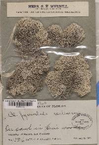 Cladonia pycnoclada f. exalbescens image