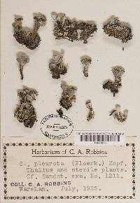 Cladonia pleurota image