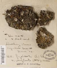 Cladonia pyxidata image