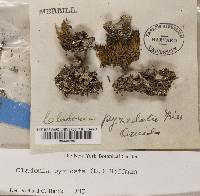 Cladonia pyxidata image