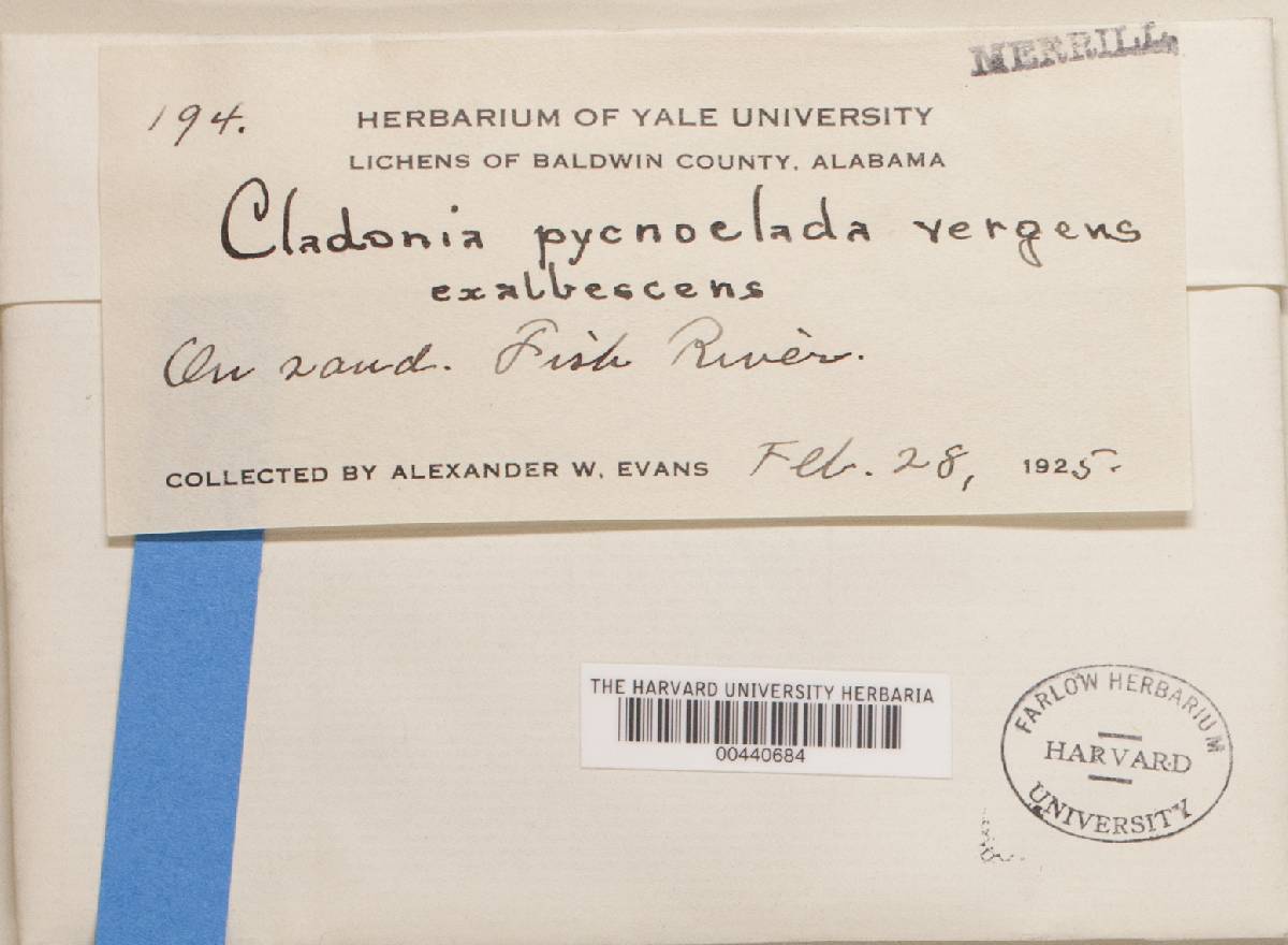 Cladonia pycnoclada f. exalbescens image